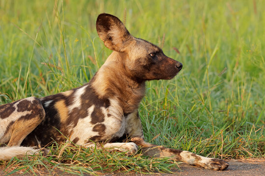 Portrait of an African wild dog or painted hunting dog (Lycaon pictus), Madikwe game reserve, South Africa