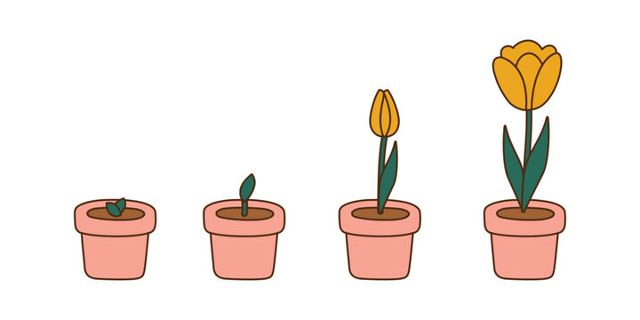 Tulip growth stages set, flat cartoon potted plant from sprout through bud to yellow bloom on white background. Spring gardening and flower life cycle, vector illustration, isolated colored clipart