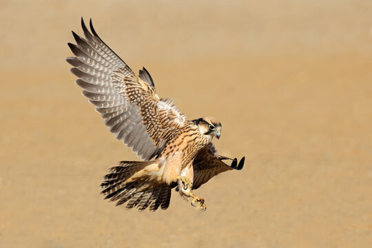 A lanner falcon (Falco biarmicus) in flight with outstretched wings, South Africa