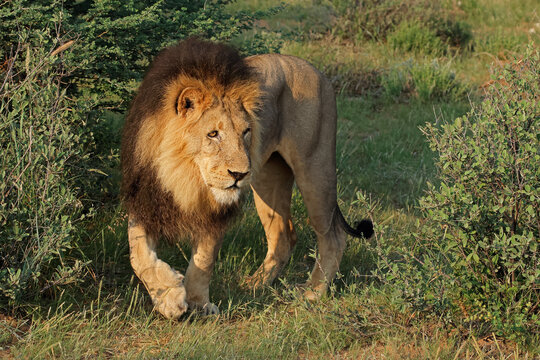 A big male African lion (Panthera leo) standing in natural habitat, South Africa