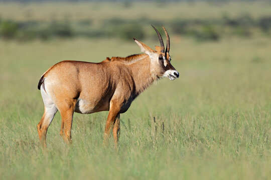 A rare roan antelope (Hippotragus equinus) standing in open grassland, Mokala National Park, South Africa