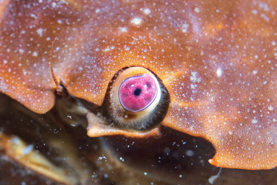 Eriphia sebana close up of the eye, Tufi fjords, Papua New Guinea