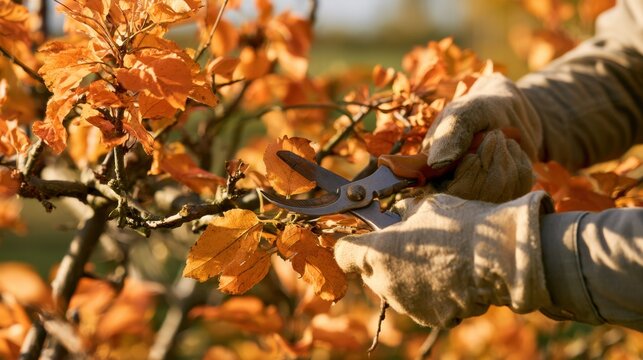 Person wearing protective gloves using pruning shears to trim autumn orange leaves on tree branch in garden or orchard on sunny day