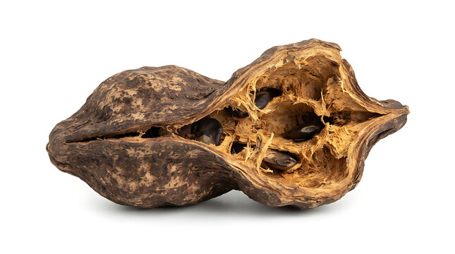 Close-up of a dark brown dried mushroom isolated on white background, illustration