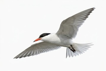 Obraz premium Common Tern Bird in Flight Isolated on White Background - Elegant Seabird Soaring with Wings Spread Wide