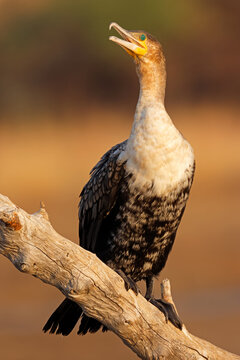 A white-breasted cormorant (Phalacrocorax lucidus) on a branch, Pilanesberg National Park, South Africa