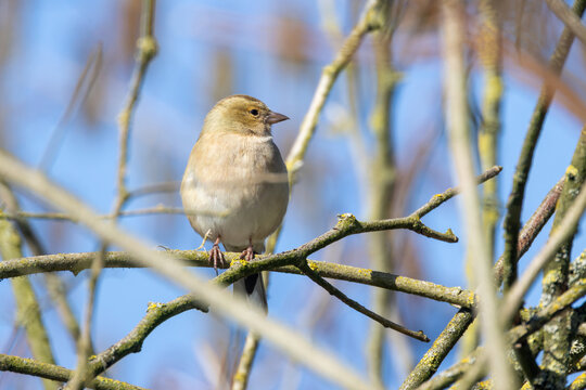 Female Chaffinch Perched on Bare Lichen-Covered Branch Against Blue Sky in Winter