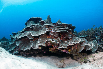 A coral colony on the reef at Heron Island in the southern Great Barrier Reef, Queensland, Australia. © Gary