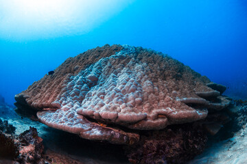 A coral colony on the reef at Heron Island in the southern Great Barrier Reef, Queensland, Australia. © Gary
