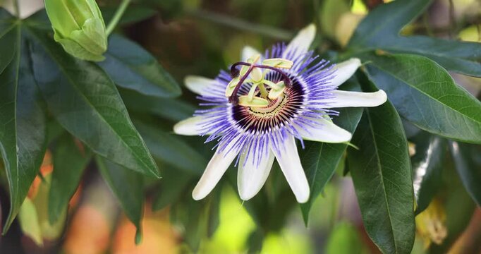 Close-up of the uniquely beautiful Passiflora, known also as passion flowers or passion vines. The blue passionflower is a climbing vine with distinctive blue & white flowers. Captured in slow motion.