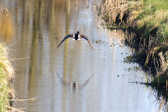 Mallard Duck Flying Low Over a Tranquil Wetland Canal with Reed Banks