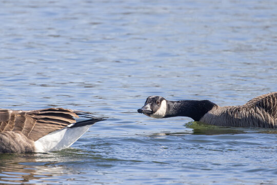 Canada Goose Aggressively Chasing Another Goose Across Water Surface in Territorial Confrontation