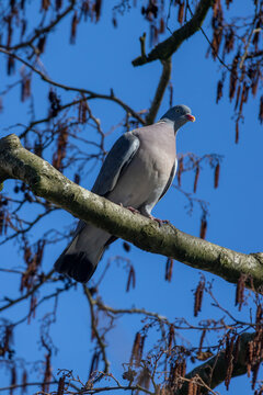 Common Wood Pigeon Perched on Tree Branch Against Clear Blue Sky in Winter