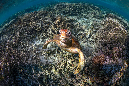 Green sea turtle underwater on a coral reef at Heron Island in the southern Great Barrier Reef, Queensland, Australia.
