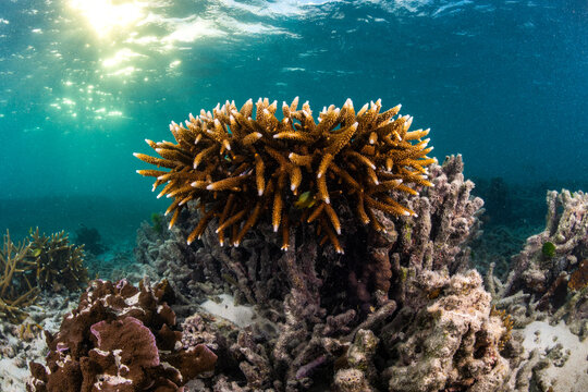 Branching hard coral growing in shallow water at Heron Island on the southern Great Barrier Reef, Queensland, Australia.