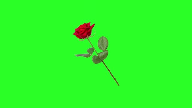 Single Red Rose Flower on Stem with Green Leaves Isolated on Green Screen Chroma Key Background Photo Overlay Asset   