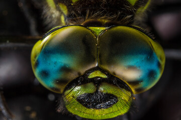 Macro close-up of dragonfly head with iridescent compound eyes, detailed insect anatomy © AlMacro