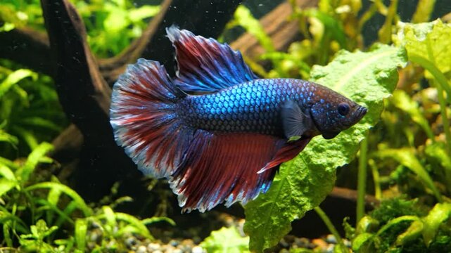 Betta Fish Swimming Gracefully in a Lush Aquarium Habitat, Vibrant Colors