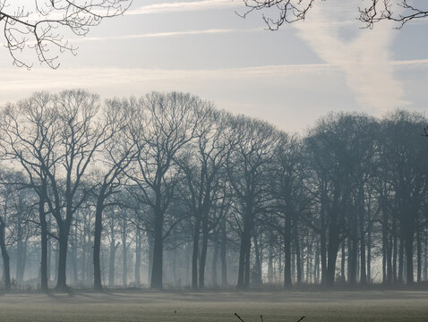 Misty Winter Morning Landscape with Bare Tree Silhouettes in Foggy Forest