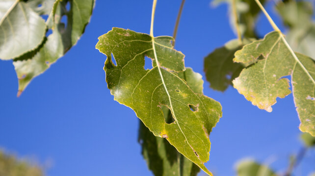Hojas verdes con agujeros en un &aacute;rbol bajo un cielo azul   