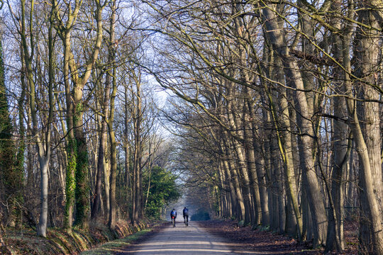 Two Cyclists Riding Through a Majestic Bare Tree Tunnel on a Forest Path in Winter