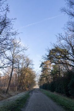 Peaceful Forest Path with Bare Winter Trees Under Clear Blue Sky &mdash; Leading Line Nature Trail