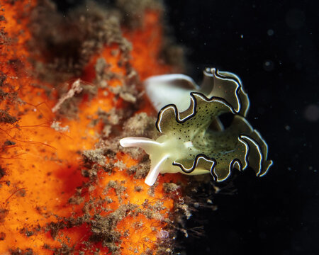 Ornate leaf slug, Elysia ornata, with some interesting color variation missing the typical orange line. Tufi fjords, Papua New Guinea