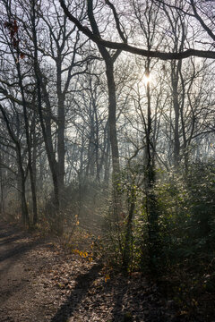Misty Autumn Forest Path with Dramatic Sun Rays Piercing Through Bare Trees