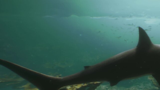 In a serene underwater scene, a graceful shark swims through clear waters, surrounded by glimmering fish. The sunlight filters through the surface, creating enchanting patterns.