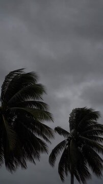 Dramatic Sky with Dark Grey Clouds Over Swaying Palm Trees in Tropical Weather
