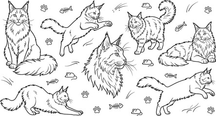 Fototapeta premium Fluffy Maine Coon Cat Breed Vector Line Art Set Featuring Poses of Jumping Sitting Lying and Stretching Felines for Veterinary Graphics and Coloring Books