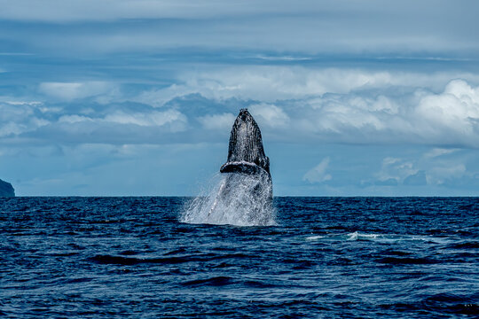 Vertical humpback whale breach showing ventral pleats in the Pacific Ocean