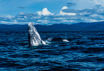 Humpback whale spyhopping above the blue waters of the Pacific Ocean in Bahía Solano, Colombia © Jalvan