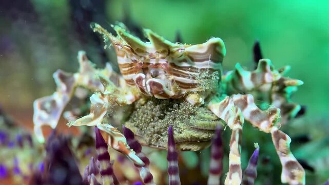 Zebra Crab Clinging to Sea Urchin Underwater