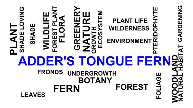 Adder'S Tongue Fern Word Cloud