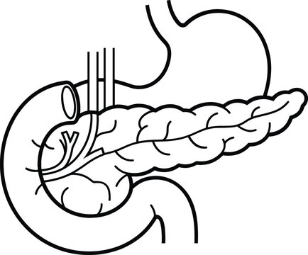 Human Pancreas Anatomy Diagram Showing Pancreatic Gland Duodenum Stomach and Blood Vessels
