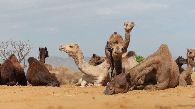 Group of camels sitting on sand dune in thar desert during sunny day in india.