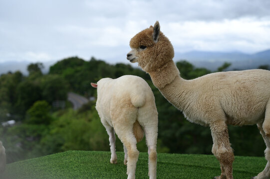 Alpaca animal wool farm nature grass outdoor fluffy livestock mammal countryside standing