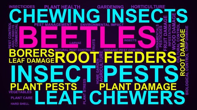 Beetles Word Cloud