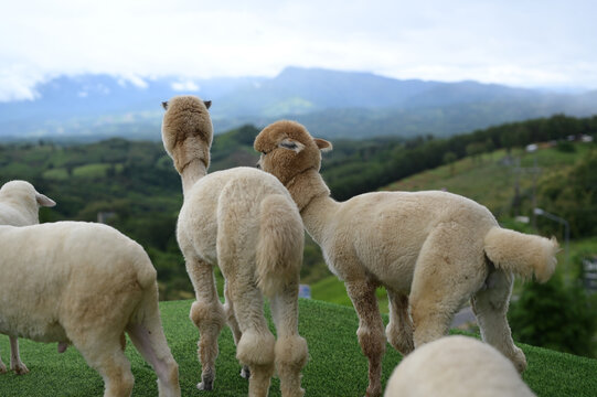 Shorn sheep green grass mountain outdoor nature animal wool countryside landscape sky peaceful farm