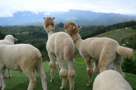 Alpaca sheep wool animal grass outdoor mountain nature farm livestock countryside landscape