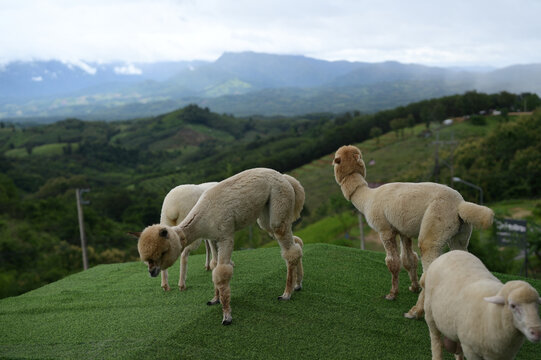 Shaved alpaca green hill mountain cloudy sky outdoor grazing animal nature landscape peaceful rural daytime