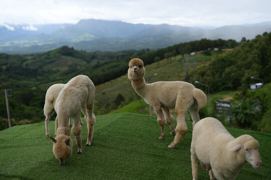 Alpaca sheep grazing green grass mountain outdoor nature animal fluffy countryside peaceful landscape
