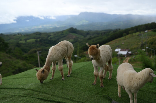 Alpaca sheep mountain green outdoor animal nature grazing landscape farm fluffy peaceful