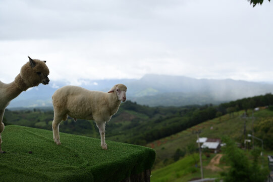Sheep alpaca green grass mountain cloudy sky outdoor rural animal nature hillside peaceful landscape scene with sheep and alpaca standing green grass against mountain backdrop evoking calm