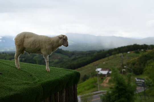Sheep animal standing green grass outdoor mountain nature countryside cloudy landscape rural peaceful