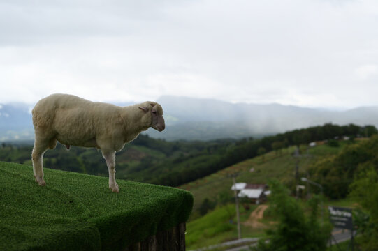 Sheep animal standing green grass outdoor mountain countryside nature rural cloudy peaceful livestock grazing