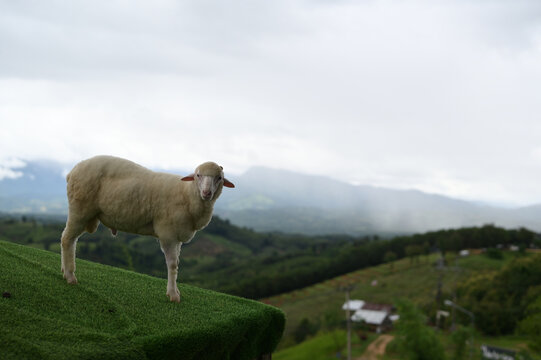 Sheep animal standing green grass outdoor mountain cloudy sky rural farm livestock nature peaceful