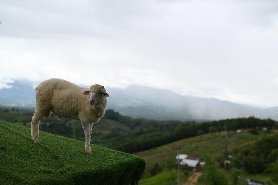 Sheep grass hill outdoor nature animal countryside green landscape farm cloudy peaceful sheep standing green grass hill with scenic countryside landscape and cloudy sky background evoking peaceful