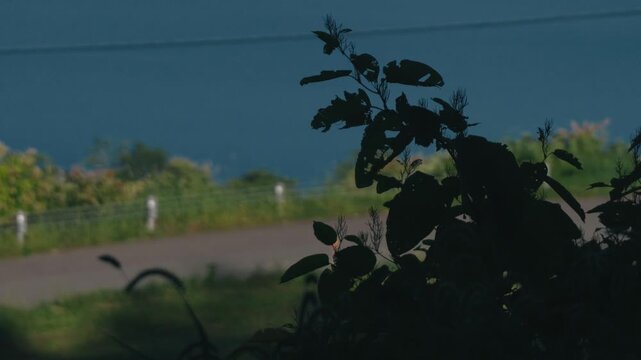 Deep blue lake viewed through silhouetted grass from the shade of trees overlooking a sloping road
